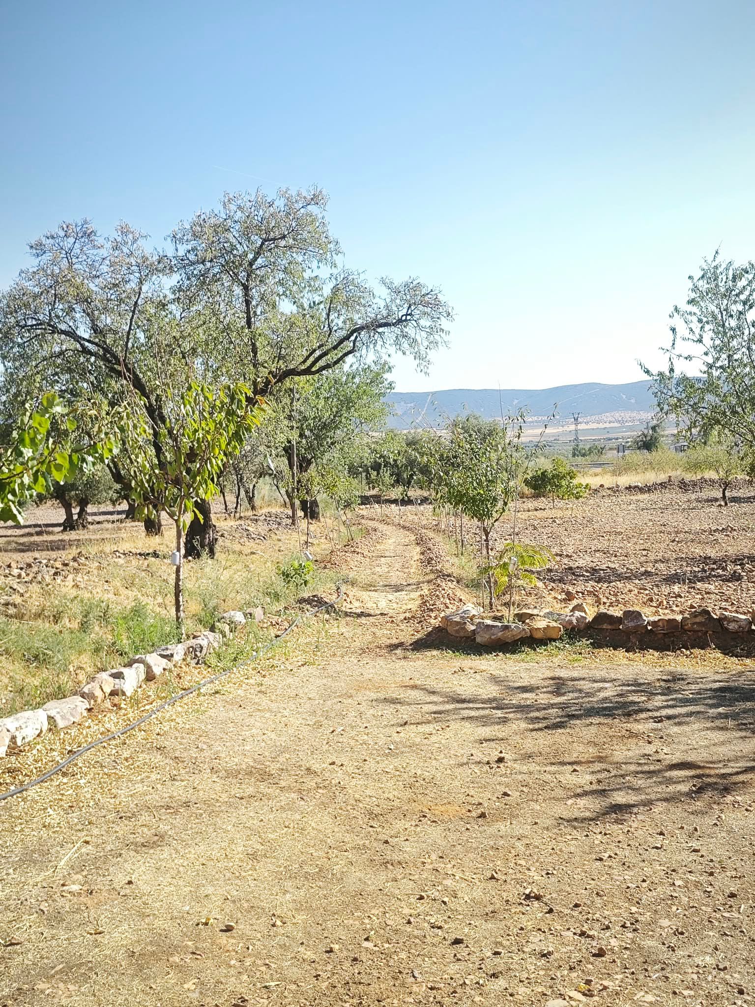 Camino entre almendros con vistas