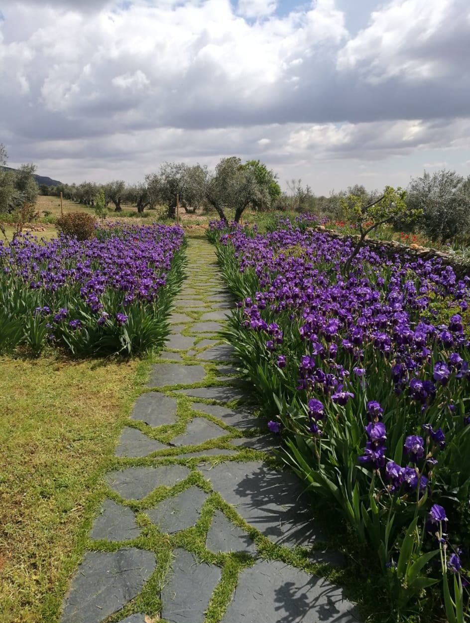 Camino de lirios en primavera